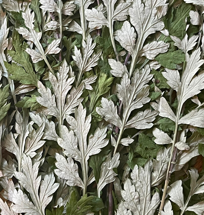 Mugwort