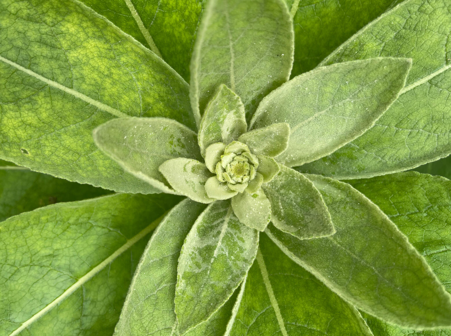 Mullein Rosette Mullein Rosette