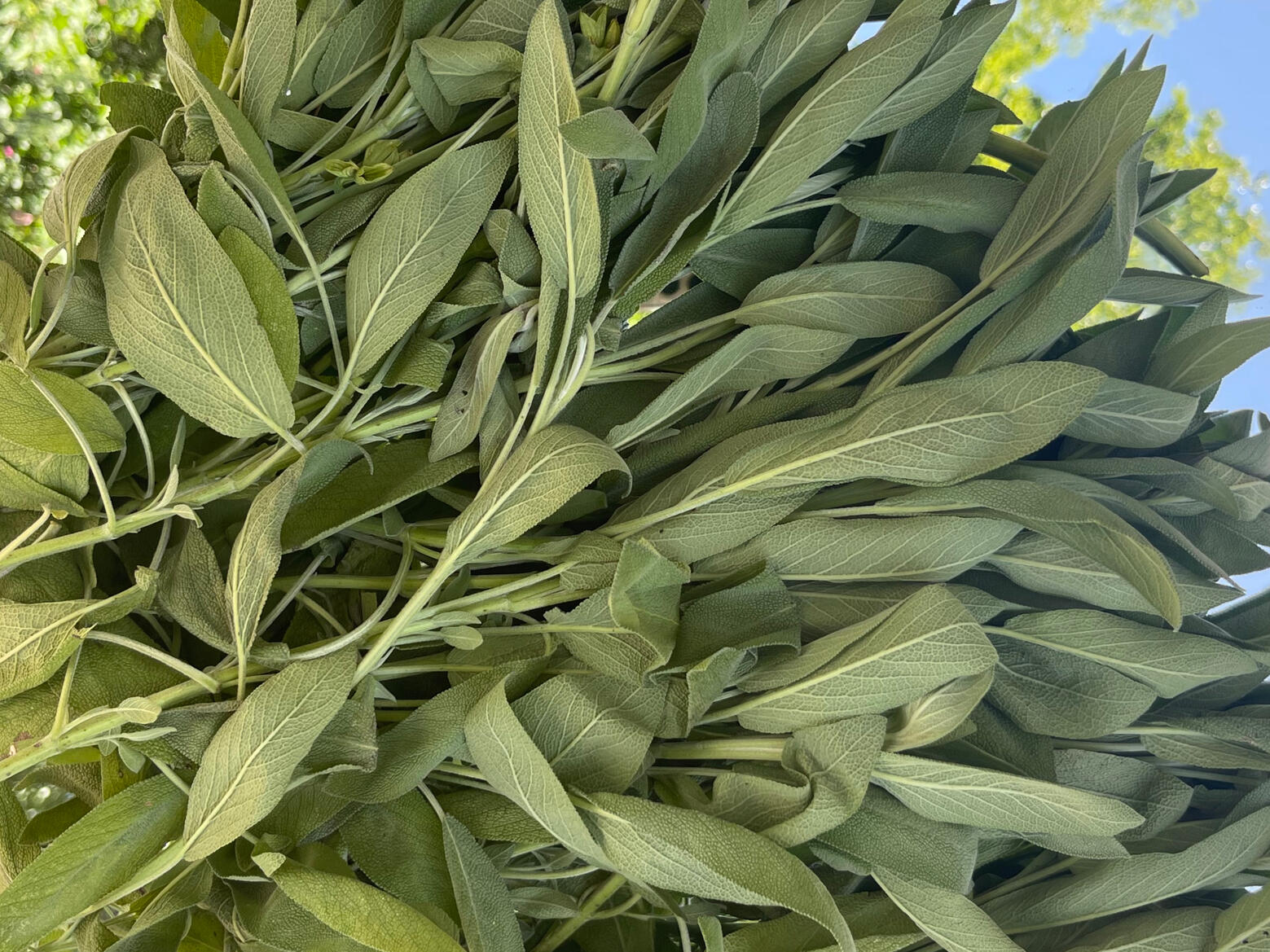 Sage Sage